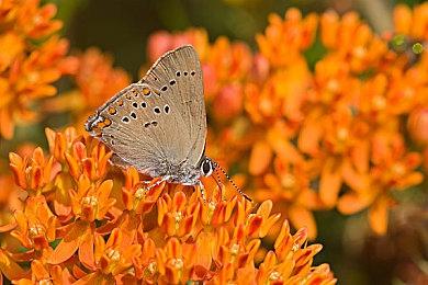 2024《极限竞速：地平线 5》领克杯FHL秋季赛直播即将开启！